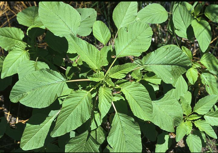 Terere Seedling